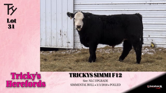 Lot #31 - TRICKYS SIMMI F12