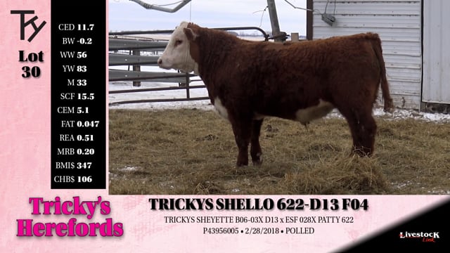 Lot #30 - TRICKYS SHELLO 622-D13 F04