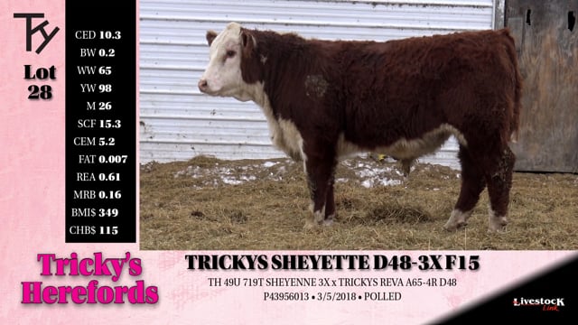 Lot #28 - TRICKYS SHEYETTE D48-3X F15