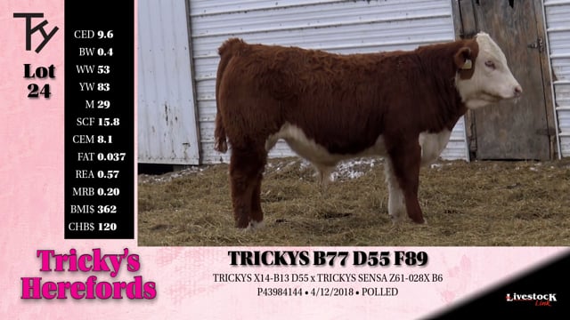 Lot #24 - TRICKYS B77 D55 F89