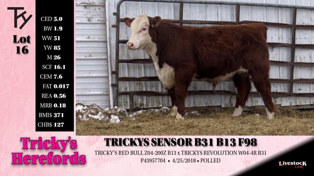 Lot #16 - TRICKYS SENSOR B31 B13 F98