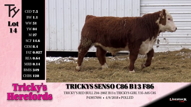Lot #14 - TRICKYS SENSO C86 B13 F86