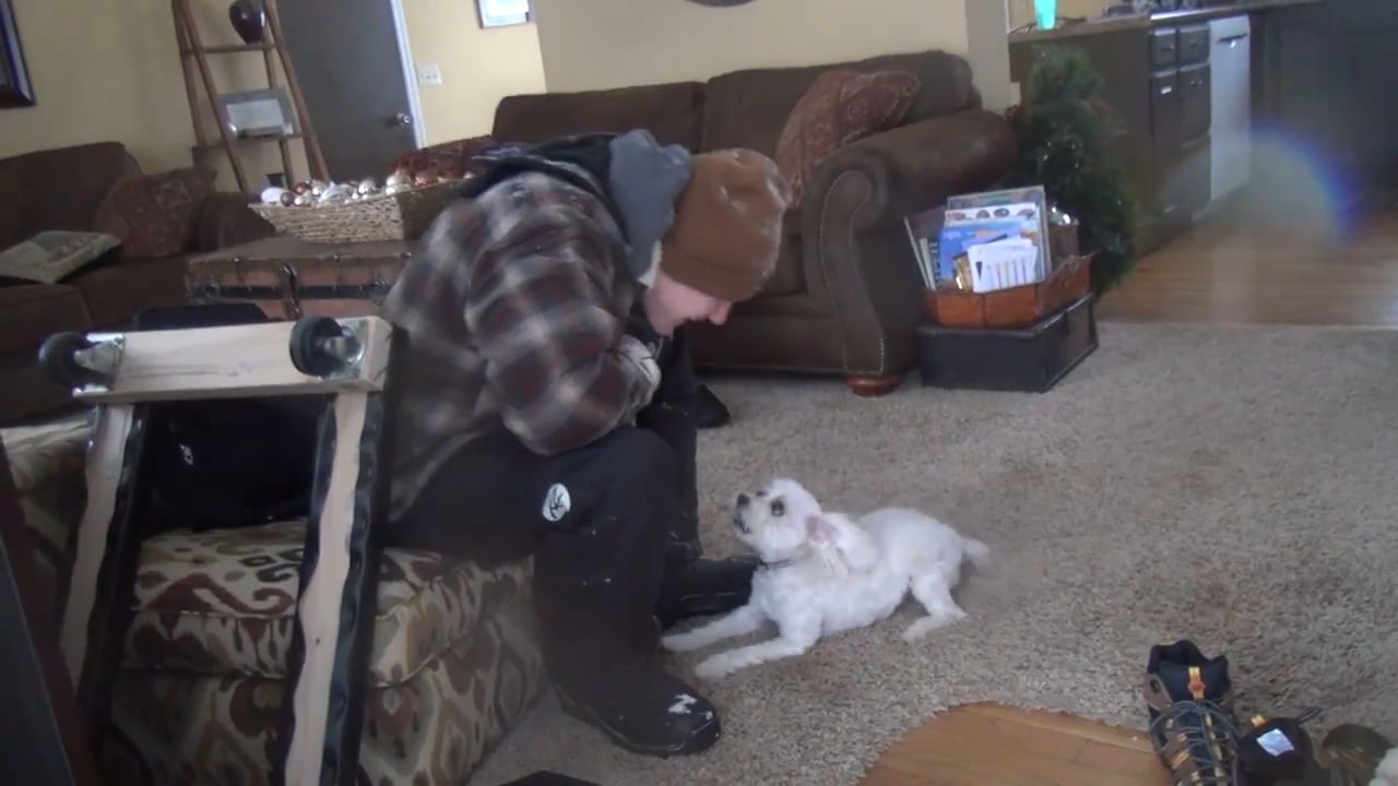 Cold For Dogs