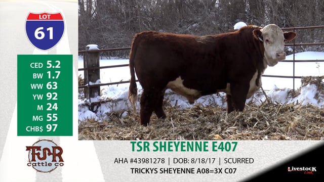Lot #61 - TSR SHEYENNE E407