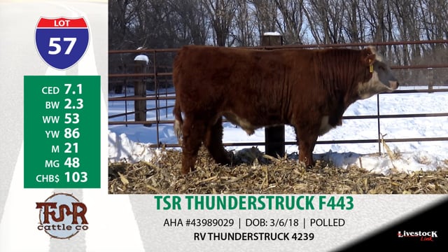 Lot #57 - TSR THUNDERSTRUCK F443