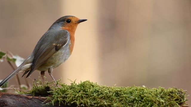 Robin, Bird, Forest, Nature, Spring, Fly