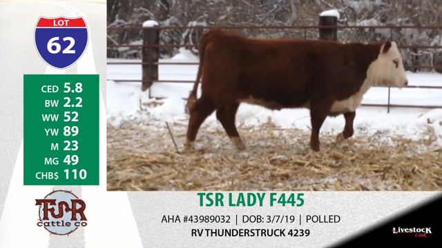 Lot #62 - TSR LADY F445