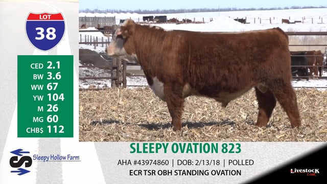 Lot #38 - SLEEPY OVATION 823