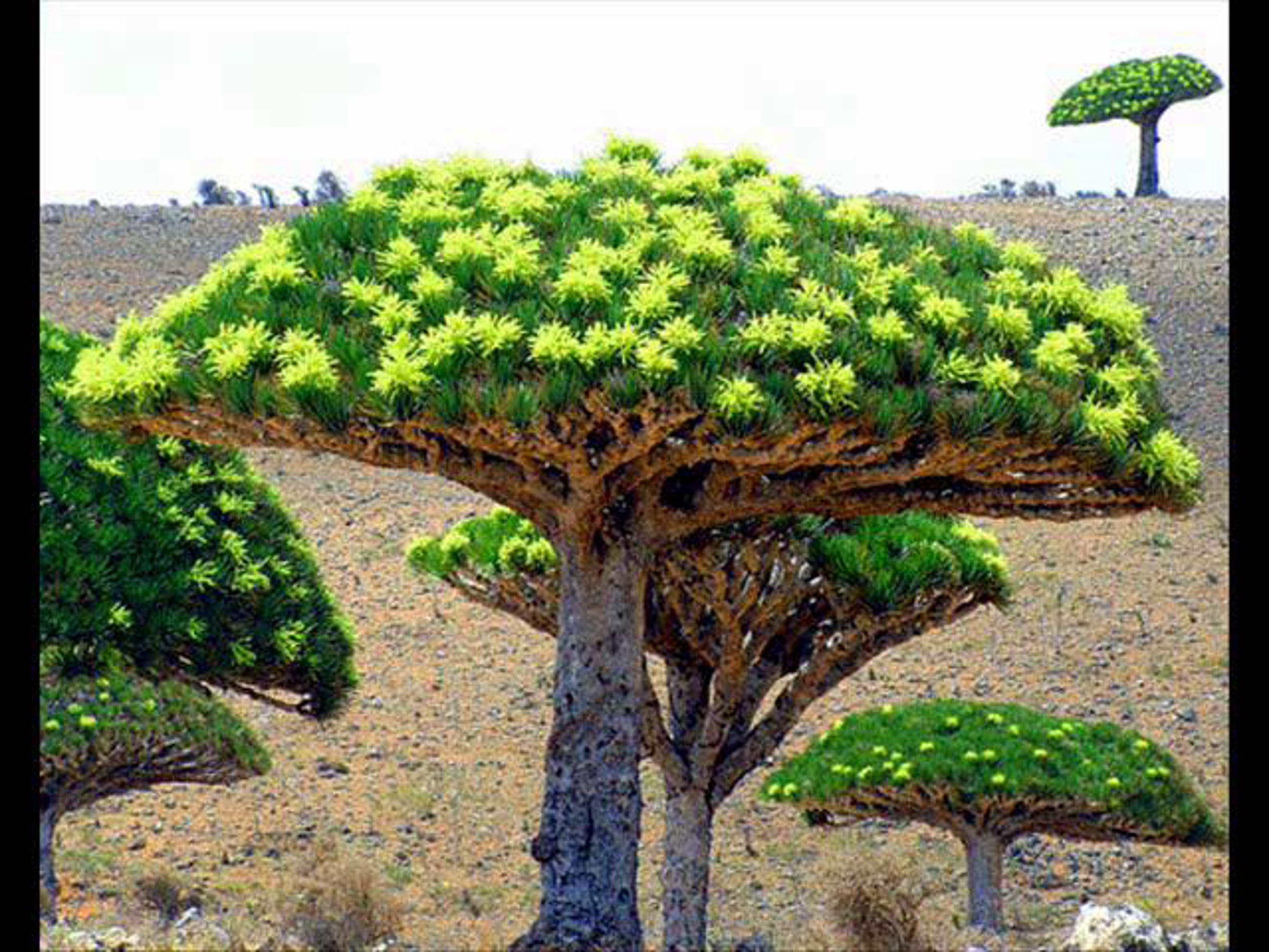 Драконовое дерево сокотра. Сокотра йемен. Сокотра драконово дерево. Драцены киноварно-красные, остров сокотра, йемен. Деревья острова сокотра йемен.