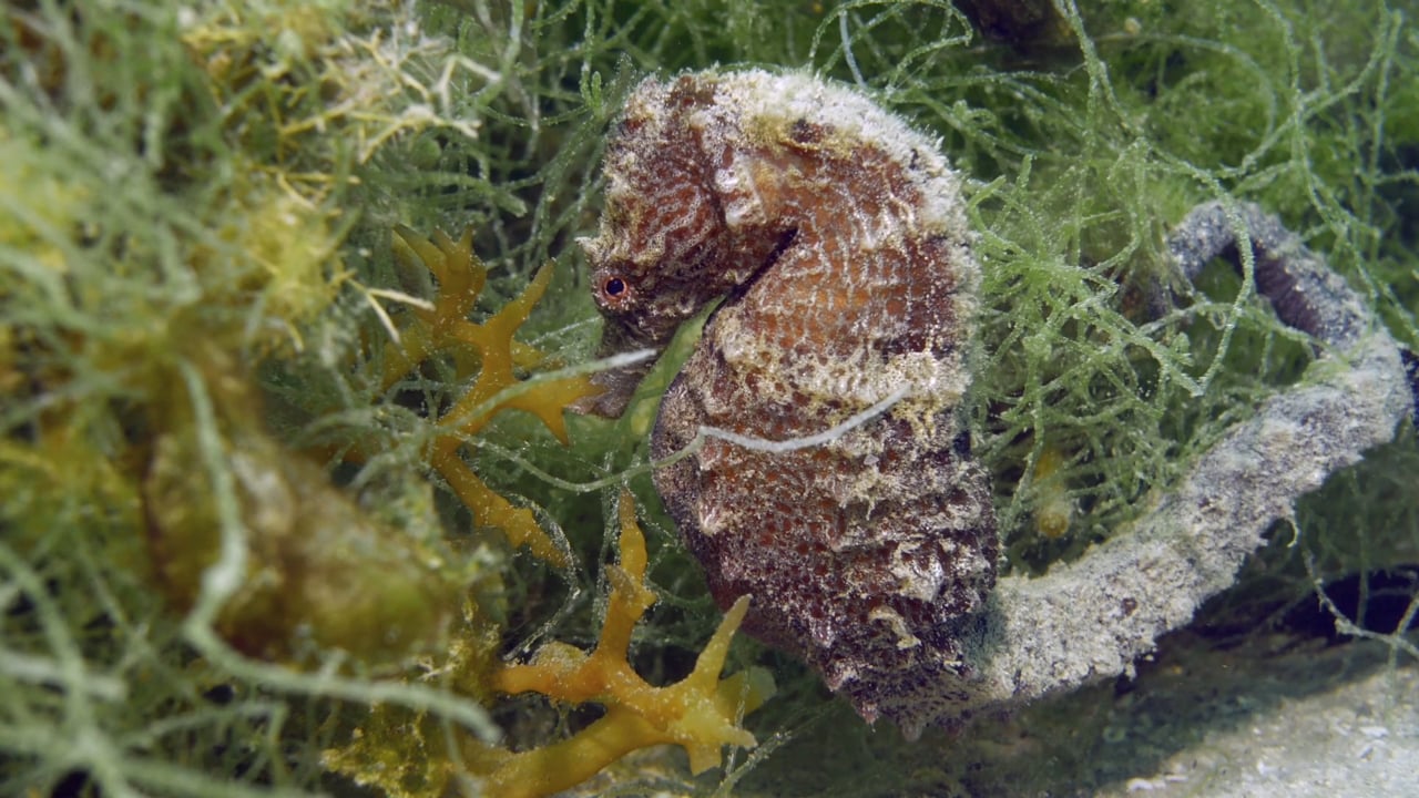 Muck diving in Africa