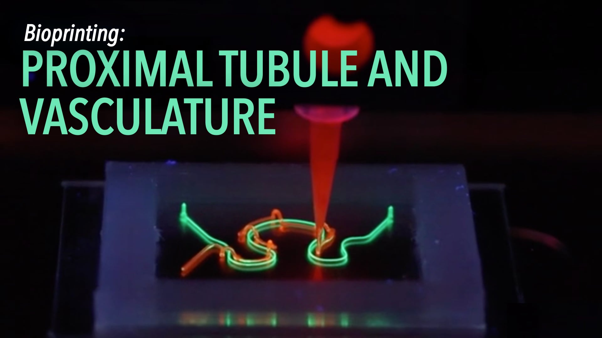 Bioprinting Proximal Tubule and Vasculature