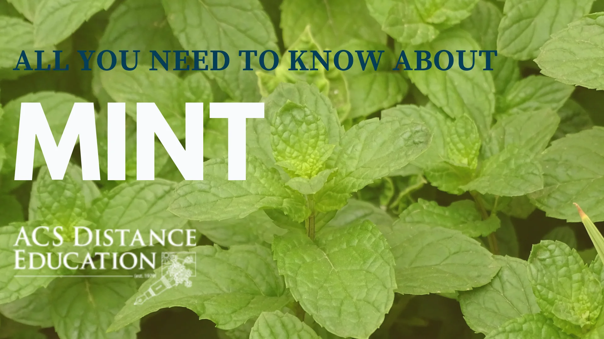 Mint – All You Need to Know