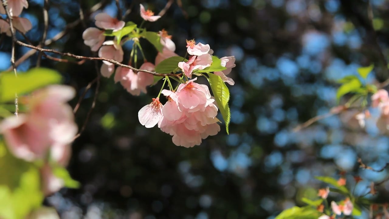 cherry blossom flowers on Vimeo