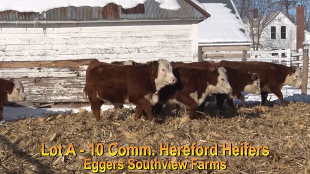 Lot #A - 10 COMMERCIAL HEREFORD HEIFERS