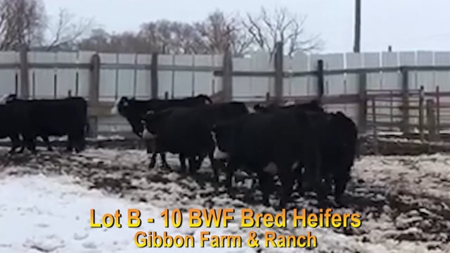 Lot #B - 10 BWF BRED HEIFERS