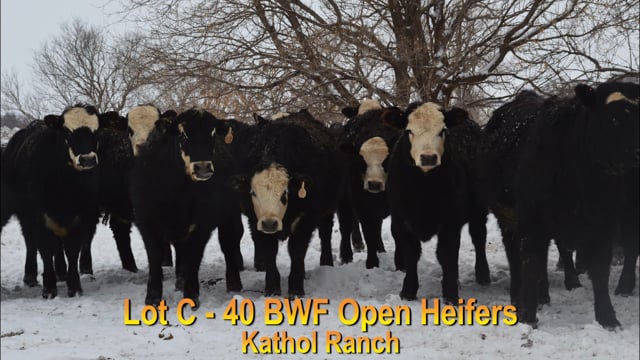 Lot #C - 40 BWF OPEN HEIFERS