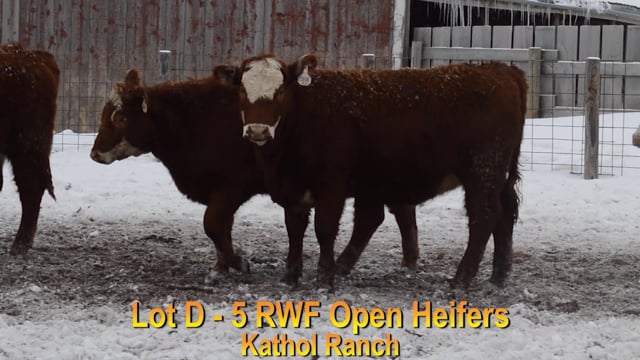 Lot #D - 5 RWF OPEN HEIFERS