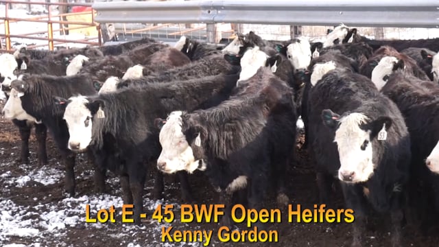 Lot #E - 45 BWF OPEN HEIFERS