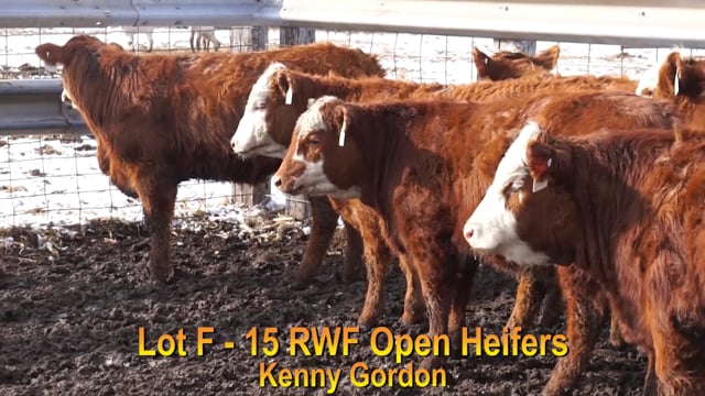 Lot #F - 15 RWF OPEN HEIFERS