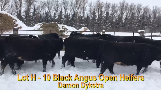 Lot #H - 10 BLACK ANGUS OPEN HEIFERS