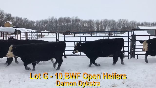 Lot #G - 36 BWF OPEN HEIFERS