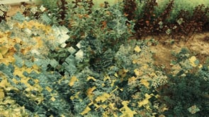 Video Painting