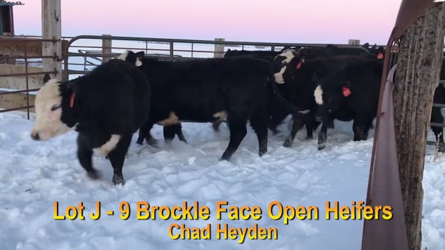 Lot #J - 9 BROC FACE OPEN HEIFERS
