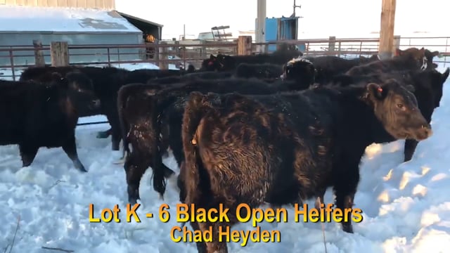 Lot #K - 6 BLACK OPEN HEIFERS