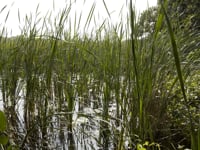 Tichora Conservancy | Green Lake Conservancy