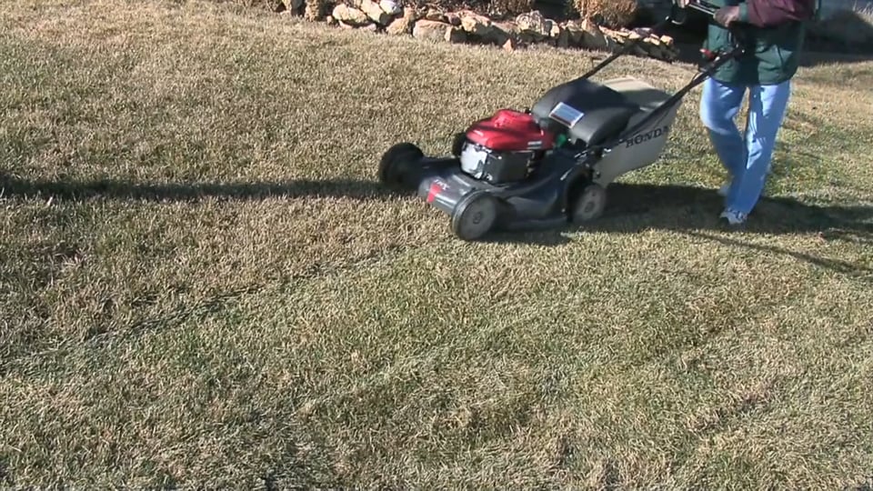 Tips from Toby – Winter Spring Lawn Transition