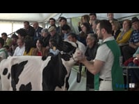 Terneras de 10 a 12 meses