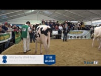 Terneras de 13 a 15 meses