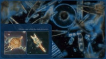 Against a background of phytoplankton, two images of microscopic phytoplankton appear in the bottom left corner. Text appears above.