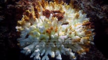 Image of a coral. Text appears toward the bottom.