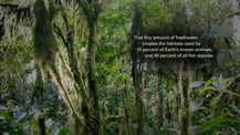 Image of a jungle. Text appears toward the top right.