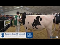 Novillas de 16 a 18 meses