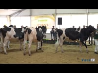 Novillas de 23 a 27 meses