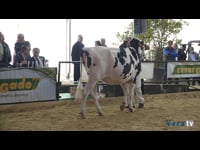 Novillas de 19 a 22 meses