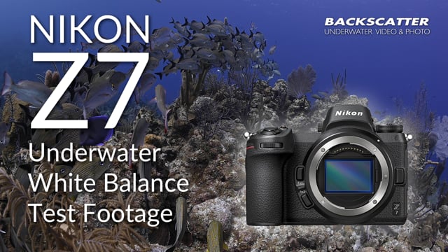 Nikon Z7 Underwater White Balance Test Footage