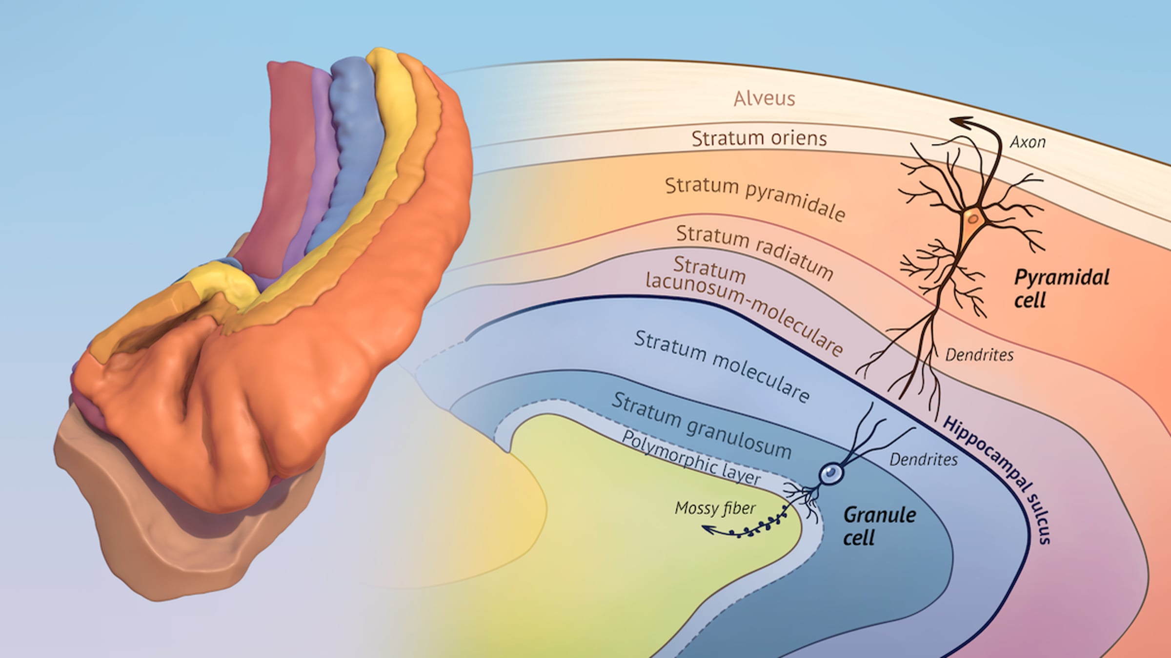 Morphology of Memory: The Anatomy of the Human Hippocampus | Videos ...