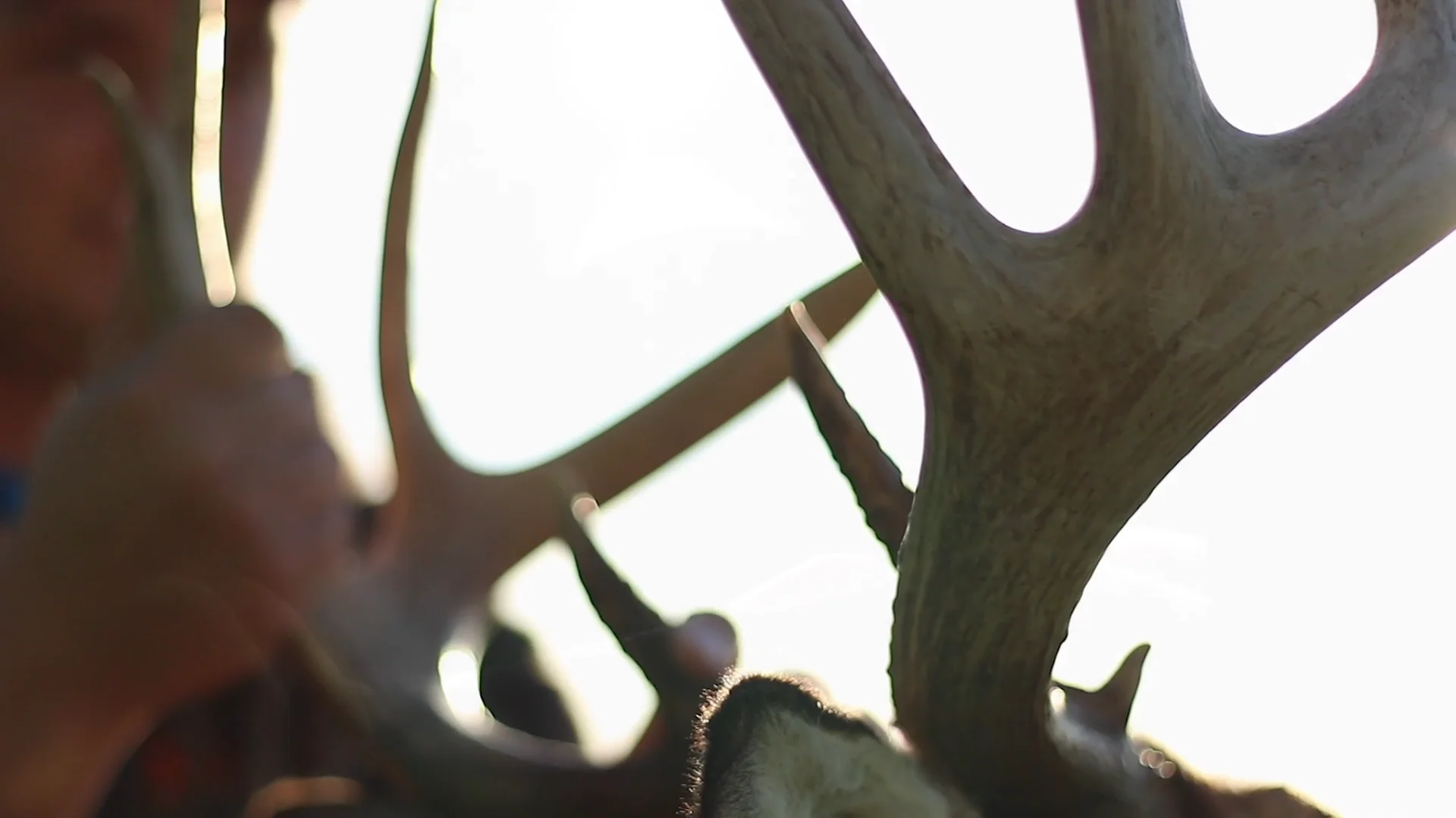 Hunting Promo on Vimeo