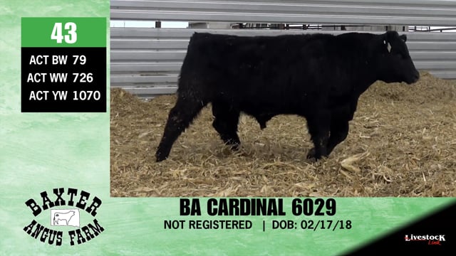 Lot #43 - BA CARDINAL 6029