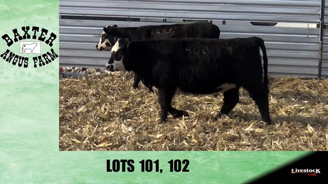 Lot #101 - BA TROUBADOUR 8653