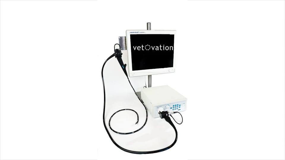 Gastroscope for veterinary endoscopy