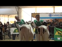 Mejor descendencia de toro