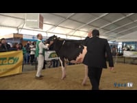 Vaca joven campeona
