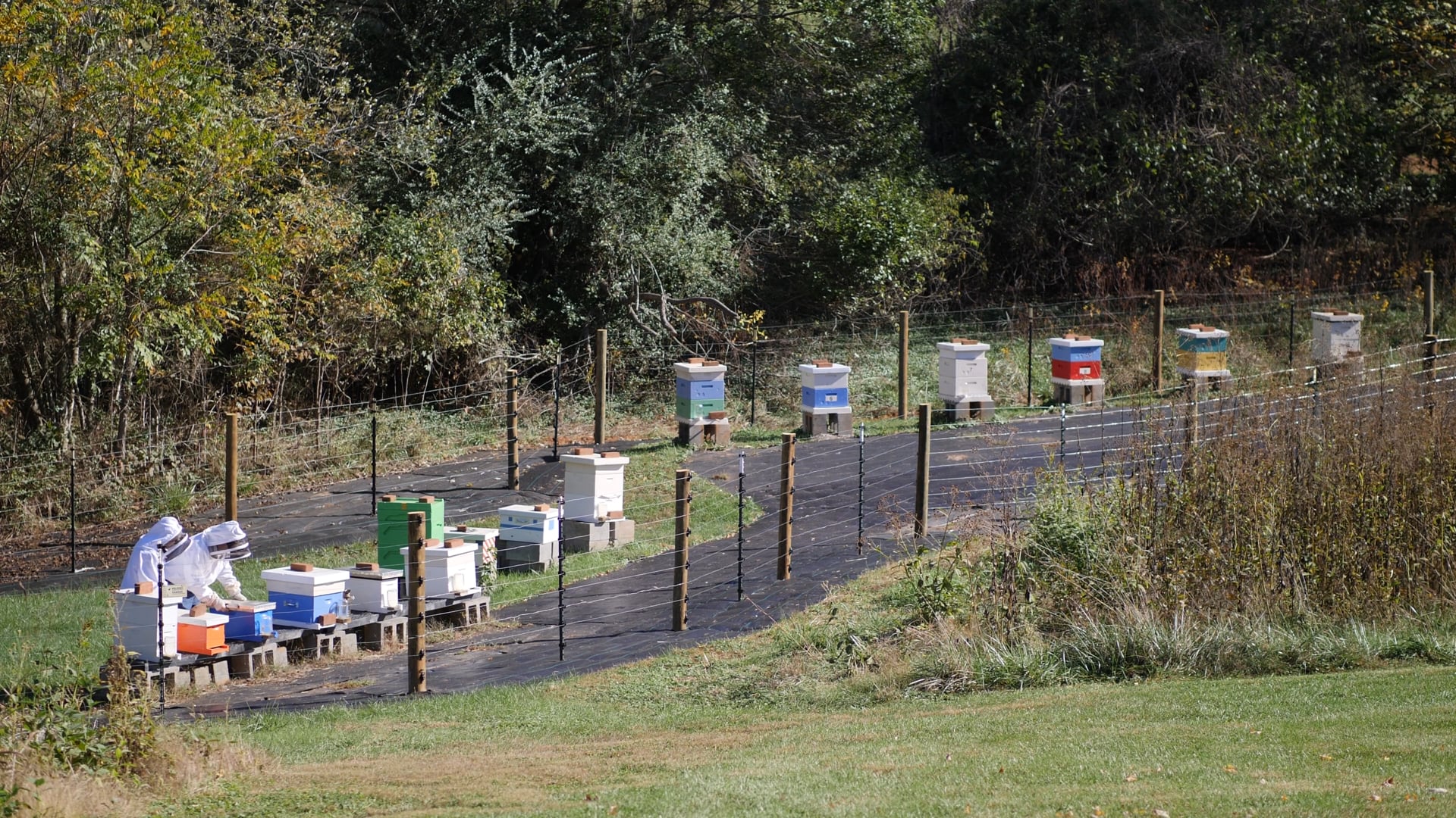 Beekeeping at Monticello