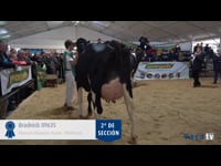 Vacas de 3 a 4 años