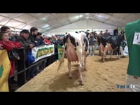 Vacas de 4 a 5 años