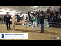 Vaca intermedia campeona